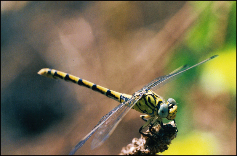 libellula da ident  8